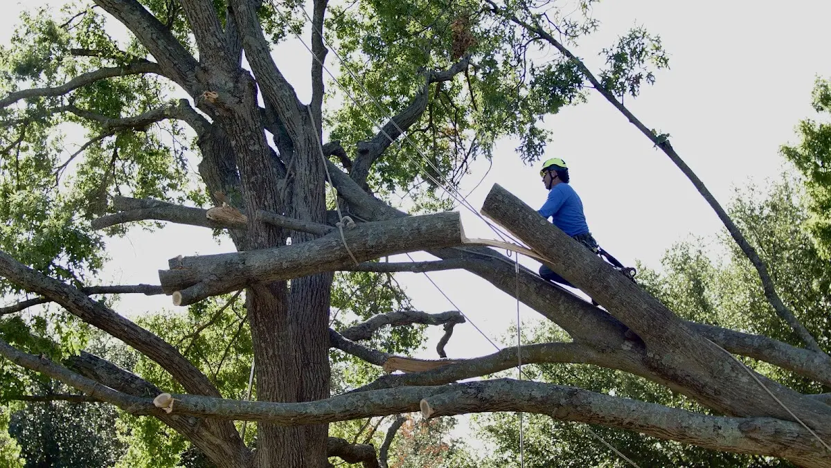 Professional Hazardous Tree Removal performed by certified arborists in Bolivar